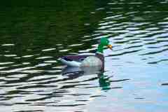 2021_CyberDuck_09