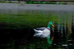 2021_CyberDuck_10